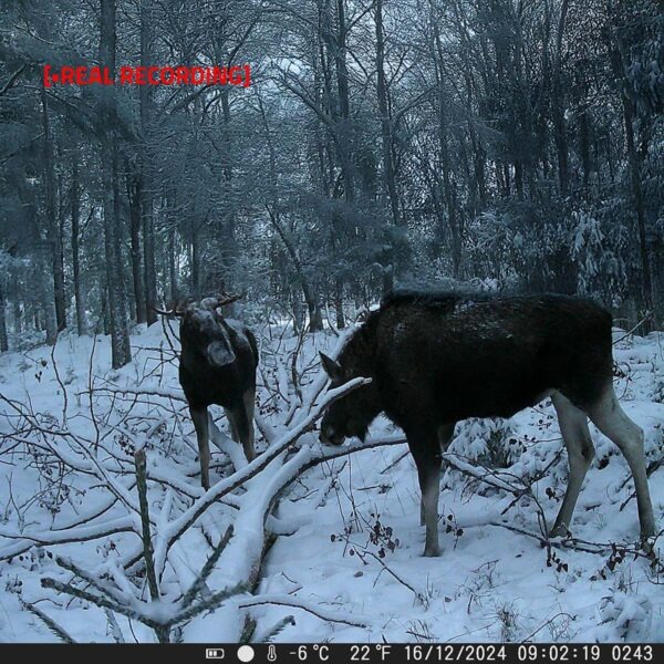 Wildcamera  | Nachtzicht | IP65 | Bereik: 20m | 2.4 " LCD-Scherm - Afbeelding 10